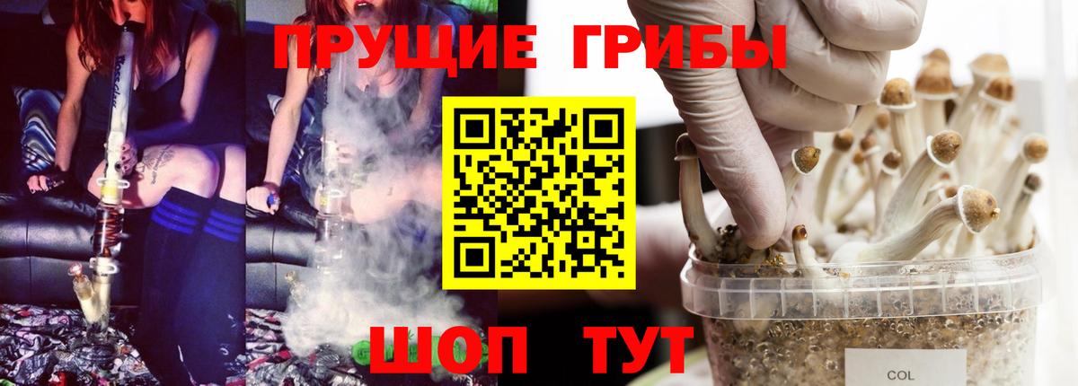 Галлюциногенные грибы прущие грибы  Вход с VPN  Псилоцибиновые грибы Cubensis  Сланцы 